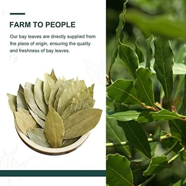 Soeos Bay Leaves Whole, 2 oz(57g), Non-GMO Verified, Dried Leaf, Freshly Packed to Keep Fresh, Laurel Herbs for Cooking, Dried Bay Leaves, Fresh, Green - Image 4