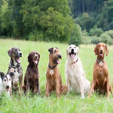 Do Not Pet Patch 2 Pcs Service Id Dog Tag Easily Attach to Dog Collar, Harness (Medium 1.50 x 5.12 inch) - Image 7