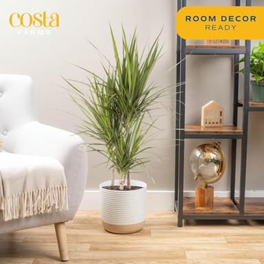 Costa Farms Dracaena Marginata Magenta Madagascar Dragon Tree, Live Indoor Plant, Easy to Grow Houseplant Potted in Decor Planter Pot, Living Room Home and Office Decor, 3-4 Feet Tall - Image 2