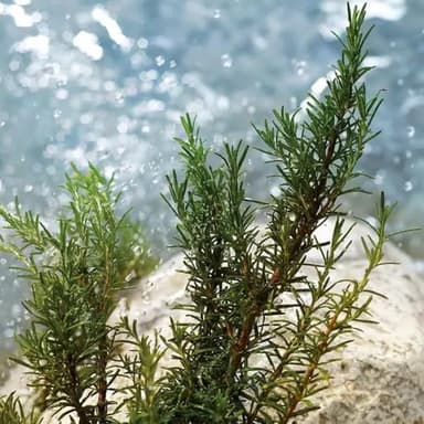 Dolce & Gabbana Light Blue Pour Homme, Eau De Toilette Spray, For Men - 40 ml / 1.3 fl.oz - Image 6