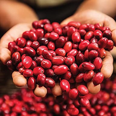 Green Mountain Coffee Roasters Sumatra Reserve, Whole Bean Coffee, Bagged 18 oz - Image 6