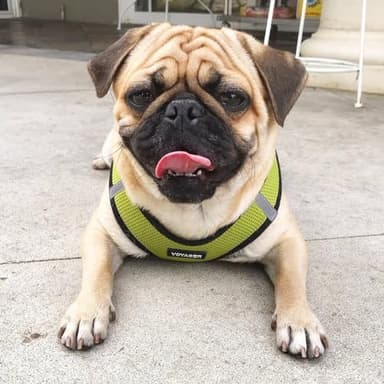 Best Pet Supplies Voyager Step-in Air Harness - All Weather Mesh, Reflective, No Pull Harness for Dogs, Cats - Secure with Hook & Loop Fastener, Buckle, Double D-Rings - Lime Green/Black Trim, M - Image 7