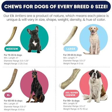 Onward Hound Elk Antlers for Dogs, 7"+ Large 1-Pack, Grade A Long Lasting Chew for Aggressive Chewers, Premium USA Naturally Shed Antler - Healthy, No Odor, Durable Dog Chew for 30-65lb Breeds - Image 3