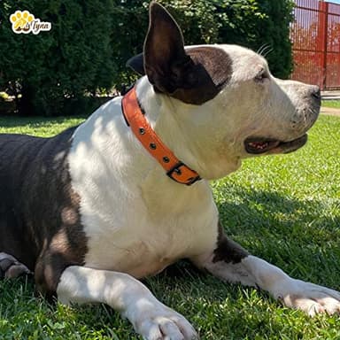ADITYNA Dog Collars for XSmall Dogs - Padded Ultra Comfortable Soft Neoprene, Reflective, Heavy Duty - Orange Extra-Small Collar - Image 6