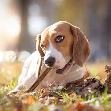 Cadet Bully Sticks for Small Dogs – All-Natural Beef Pizzle, High Protein, Low Fat, Long-Lasting, Grain & Rawhide-Free Dog Chews for Aggressive Chewers, Small (12 Ounce) - Image 9