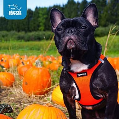 Best Pet Supplies Voyager Step-in Air Harness - All Weather Mesh, Reflective, No Pull Harness for Dogs, Cats - Secure with Hook & Loop Fastener, Buckle, Double D-Rings - Orange/Black Trim, XXXS - Image 9