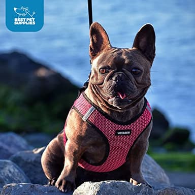 Best Pet Supplies - All Weather Mesh/Plush, Reflective, No Pull Harness for Small, Medium Dogs, Cats - Secure with Hook & Loop Fastener, Buckle, Double D-Rings - Black/Pink Trim, S - Image 10