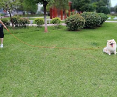 Boswany Long Leash for Small Dogs, 8ft 12ft 20ft 30ft 50ft 65ft 75ft 100ft Reflective Rope Training Lead Removable Padded Handle, Double Ended Dog Tether for Puppies Outside Playing Camping Backyard - Image 3