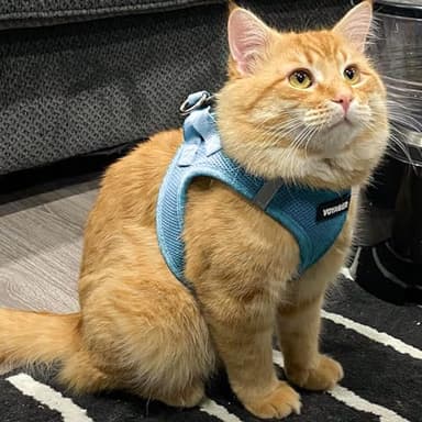 Best Pet Supplies Voyager Step-in Air Harness - All Weather Mesh, Reflective, No Pull Harness for Dogs, Cats - Secure with Hook & Loop Fastener, Buckle, Double D-Rings - Baby Blue, S - Image 8