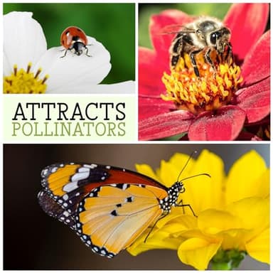 Seed Needs Sunflower Seeds to Plant The Original Crazy Blend | 500+ Heirloom Seeds 15+ Varieties Open Pollinated & Untreated | Resealable Bulk Package Multicolored Blooms Flower Seed - Image 7