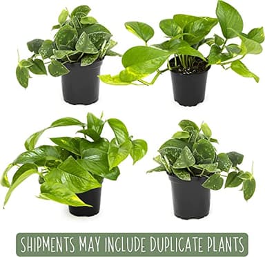 Live Pothos Plants (4PK) Indoor Plants Live Houseplants, Pothos Live Plant House Plants, Money Plant Indoor Pothos Plant Decor, Devils Ivy Trailing Plants Live by Plants for Pets,Black - Image 6