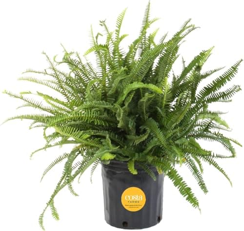 Costa Farms Kimberly Queen Fern Live Plant in Plastic Pot, Large Indoor & Outdoor Houseplant, Perfect for Home, Room, or Office Decor, Great House Warming or Birthday Gift, 2-3 Feet Tall - Image 1