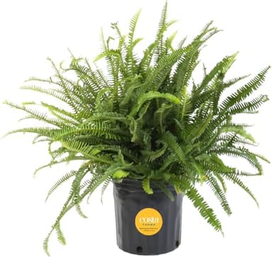 Costa Farms Kimberly Queen Fern Live Plant in Plastic Pot, Large Indoor & Outdoor Houseplant, Perfect for Home, Room, or Office Decor, Great House Warming or Birthday Gift, 2-3 Feet Tall - Image 1