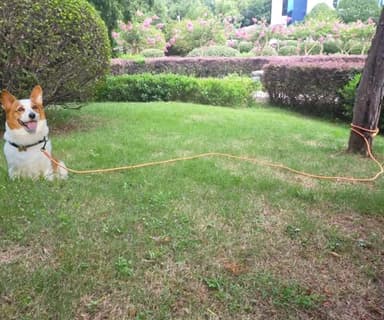 Boswany Long Leash for Small Dogs, 8ft 12ft 20ft 30ft 50ft 65ft 75ft 100ft Reflective Rope Training Lead Removable Padded Handle, Double Ended Dog Tether for Puppies Outside Playing Camping Backyard - Image 5