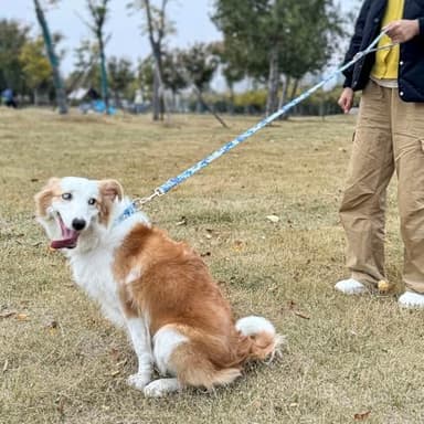 Dog Collar and Leash Set with AirTag Holder,Adjustable Dog Collars with Quick Release Metal Buckle,Flowers Patterns with Soft Padded for Small Medium Large Dogs - Image 8