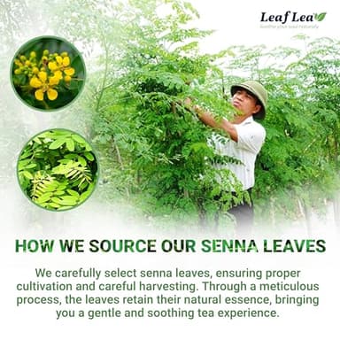 LeafLea 80 Senna Leaf Tea Bags – Natural Herbal Laxative Tea, Supports Gentle Constipation Relief & Healthy Digestion, Caffeine-Free, Sugar-Free, No Gluten, Non-GMO, Vegan, Individually Wrapped - Image 7