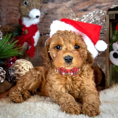 PUPTECK Puppy Collar with Bell XXS Dog Collar Charm Adjustable Bowtie Soft Leather for Cats Kittens Extra Small Dogs 2 Packs - Image 6