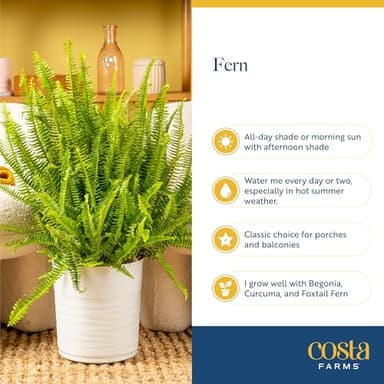 Costa Farms Kimberly Queen Fern Live Plant in Plastic Pot, Large Indoor & Outdoor Houseplant, Perfect for Home, Room, or Office Decor, Great House Warming or Birthday Gift, 2-3 Feet Tall - Image 6