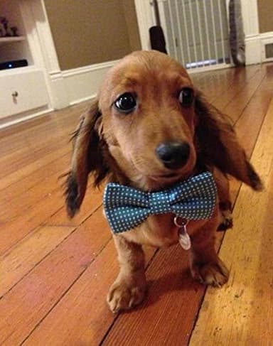 Colorful Polka Dots Bow Tie,Adjustable Bowtie Fashion Accessories for Pet Dog Cat (blue) - Image 3