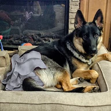 wegreeco Dog Diapers Female (3 Pack), Highly Absorbent Puppy Doggie Dog Diapers for Female Dogs Period, Washable Doggy in Heat, Small Medium Large Size (Medium) - Image 7