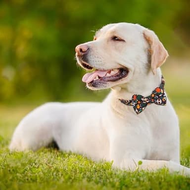 Hilkycton Dog Collar and Leash Set with Flower Bow Tie Girls Dog Collar Metal Buckle Adjustable for Small Medium Large Dogs Skull Skeleton-M - Image 2