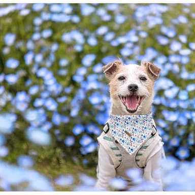 Bobo Rainbow Dog Bandana-1PC Flower Print Dog Bandanas Pet Bandanas Cute Bandanas Spring Bandanas Bibs Scarf Square Blue Soft Dog Kerchief Pet Bandanas for Small Medium Large Dogs - Image 4