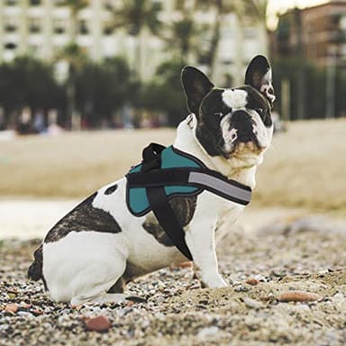 Bolux Dog Harness, No-Pull Reflective Dog Vest, Breathable Adjustable Pet Harness with Handle for Outdoor Walking - No More Pulling, Tugging or Choking (Turquoise, S) - Image 5