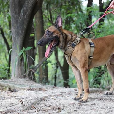 ICEFANG Dog Strap Harness with 4 x Metal Buckles,for Medium Sized Dog,K9 Vest,Y-Shape Chest,Adjustable Pet Harness,No-Pull Front Leash Clip (Medium (Pack of 1), Brown) - Image 2
