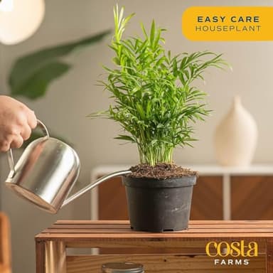 Costa Farms Parlor Palm, Neanthebella, Easy to Grow Houseplant Potted in Décor Plant Pot, Everyday Gift for Mom, For Wife, From Daughter, Son, Room or Home Decor, 1 Foot Tall - Image 4