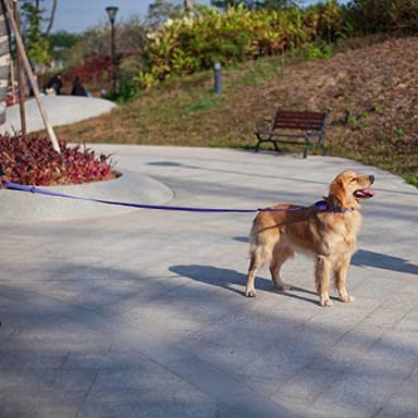 Hyhug Pets 3M Reflective Safe 6 FT Dog Leash - Fashion and Sturdy Jacquard Weave Nylon Lead for Giant Large Medium Dogs Walking, Jogging,Camping and Training. (6 FT, Ultra Violet) - Image 2