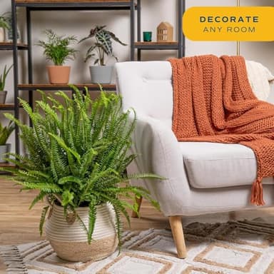 Costa Farms Kimberly Queen Fern Live Plant in Plastic Pot, Large Indoor & Outdoor Houseplant, Perfect for Home, Room, or Office Decor, Great House Warming or Birthday Gift, 2-3 Feet Tall - Image 2