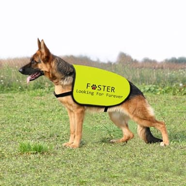 Foster Dog Jacket Vest Looking for Furever Dog Harness Dog Adoption Slogan Vest (Looking for Furever-Medium) - Image 2