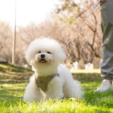 TomteNisse Dog Harness and Leash Set, No Pull Pet Harness for Small Dogs Easy Walking,Soft Breathable Small Dog Harness,Adjustable Reflective Step in Vest Harness for Puppy,Kitten, Cats - Image 7