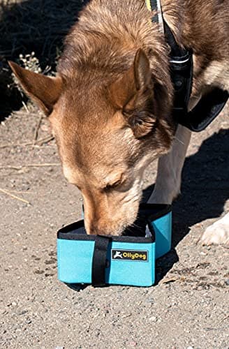 OllyDog Crumple Travel Food Bowl, Water-Resistant Collapsible Dog Bowl, Portable Dog Bowl, Pet Supplies, Ideal for Outdoor Camping, Walking, Traveling, Hiking (Raven) - Image 4