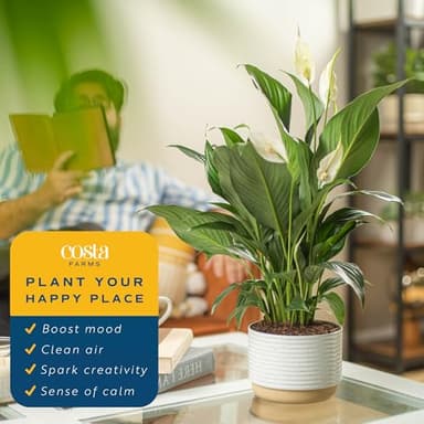 Costa Farms Spathiphyllum Peace Lily Live Indoor Plant in in Premium Scheurich Ceramic Planter, 15-Inch - Image 5