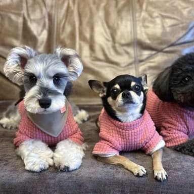 Cute Cat Sweater Sphynx Cotton Pullover All Season Soft Turtleneck Skin-Friendly Hairless Pet Apparel with Sleeves for Indoor Cats and Small Dogs (Pink, M (4.4-7.7lbs)) - Image 7