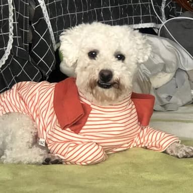 Soft Puppy Stripe Dog Shirts Pet Apparel Cat Tee Dog Sweatshirt Pet Breton Top Pet Clothes for Small Dogs (Orange Red, X-Small) - Image 3