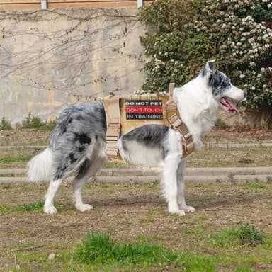 Service Dog Patch 8 Pcs, Do Not Pet, Best Friend, in Training, Emotional Support Patch, (Large-1.50 x 5.12) - Image 4