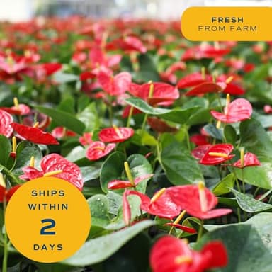 Costa Farms Anthurium Plant, Live Indoor Houseplant with Red Flowers, Easy Grow Flowering House Plant in Cute Décor Pot, Birthday, Housewarming, Get Well Soon, Home, Room, Office Décor, 12-Inches Tall - Image 8