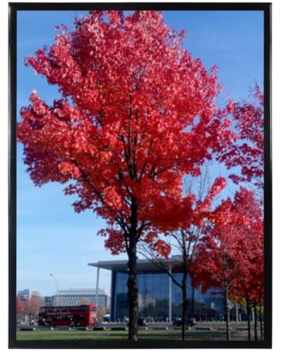 Medog Studio Gallery 24x36 Poster Frame Black,Display Pictures 24x36 Picture Frame, Studio Gallery Frame, Wall Schools Colleges Sign Frame, 1 Pack - Image 1