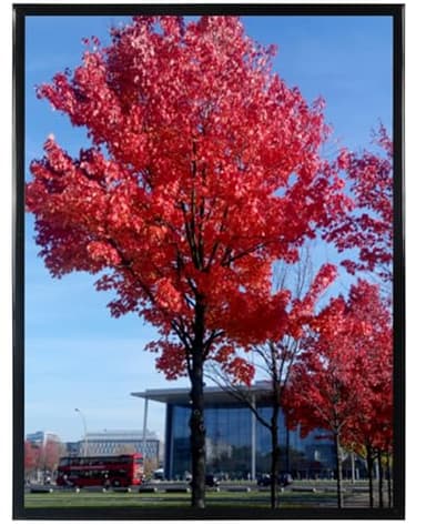 Medog Studio Gallery 24x36 Poster Frame Black,Display Pictures 24x36 Picture Frame, Studio Gallery Frame, Wall Schools Colleges Sign Frame, 1 Pack - Image 1