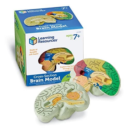 Learning Resources Cross-section Brain Model - 2 Pieces, Ages 7+ Brain Anatomy Model, Brain Functions Model, Human Anatomy for Kids, Foam Brain Model,Back to School Supplies - Image 1