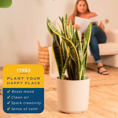 Costa Farms Live Snake Plant, Sansevieria, Easy Care House Plant in Modern Decor Pot, Houseplant in Potting Soil Mix, Succulent Plant Gift for Housewarming, Office and Home Decor, 2-3 Feet Tall - Image 5