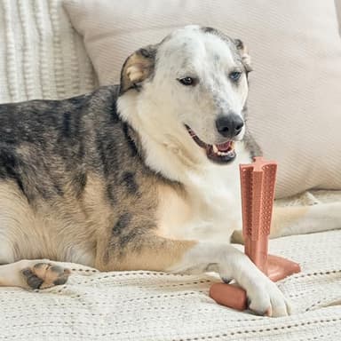 SPOT Bam-Bones Plus T Bone - Bamboo Fiber & Nylon Dog Chew Toy for Moderate to Aggressive Chewers, Non-Splintering, Long-Lasting, 7in Beef Flavor, for Adult Dogs & Teething Puppies Under 90lbs - Image 14