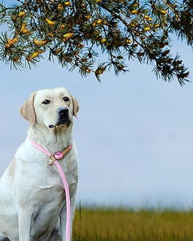 lynxking Slip Lead Dog Leash, 6 FT x 1/2" Heavy Duty Dog Loop Leashes, Comfortable Strong Rope Slip Leash for Dogs - Image 6