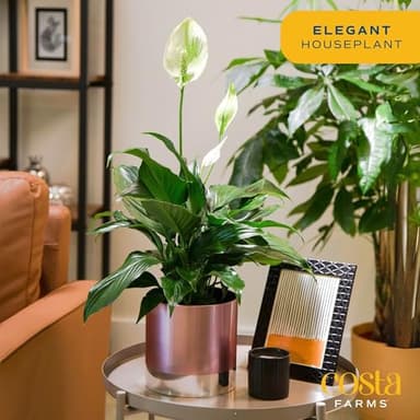 Costa Farms Premium Live Indoor Peace Lily Spathiphyllum, Marble Ceramic Decorator Pot 15-Inches Tall, Shipped Fresh from Our Farm - Image 5
