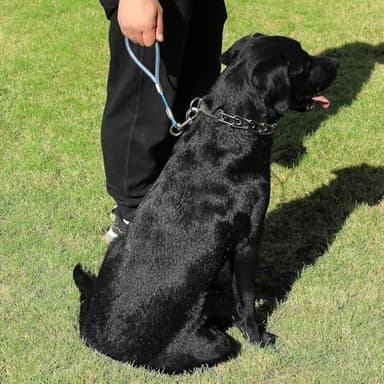 Mi Metty Short Dog Leash - Heavy Duty-12”/24”Short Chew Proof Dog Lead for Training Control- Training Pet Leashes for Teething Puppies Small Medium and Large Dogs - Image 7