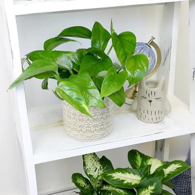 Live Pothos Plants (4PK) Indoor Plants Live Houseplants, Pothos Live Plant House Plants, Money Plant Indoor Pothos Plant Decor, Devils Ivy Trailing Plants Live by Plants for Pets,Black - Image 11