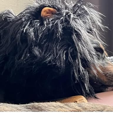 Lion Mane for Dog Costumes Realistic Funny Lion Wig for Medium Large Sized Dogs Halloween Pet Costume - Image 3