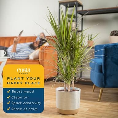 Costa Farms Dracaena Marginata Magenta Madagascar Dragon Tree, Live Indoor Plant, Easy to Grow Houseplant Potted in Decor Planter Pot, Living Room Home and Office Decor, 3-4 Feet Tall - Image 4